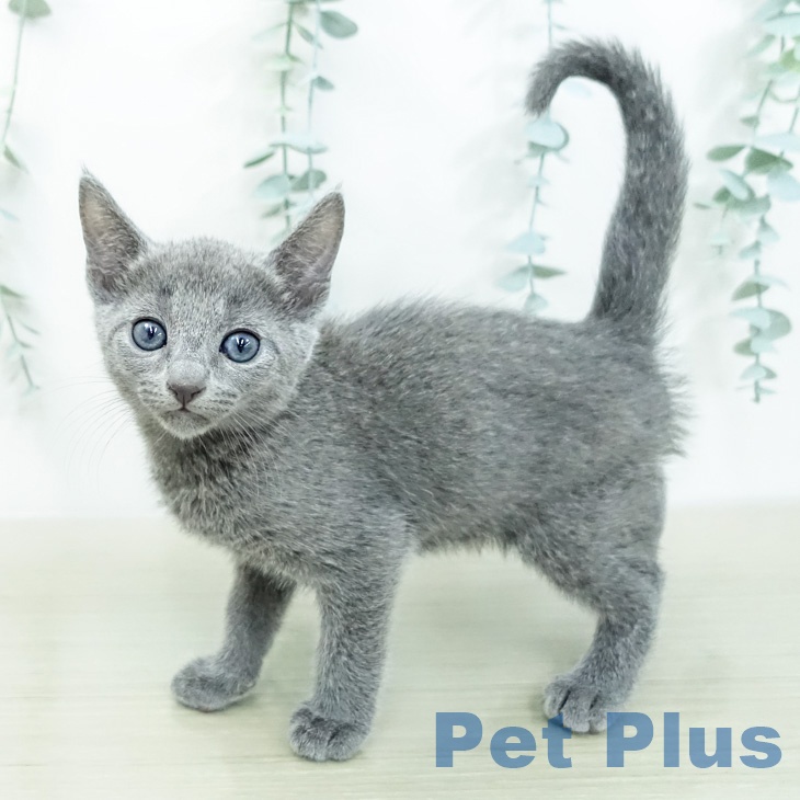 ロシアンブルー