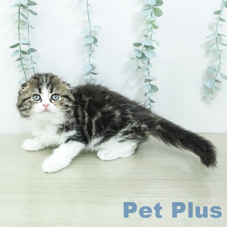 スコティッシュフォールドの写真2