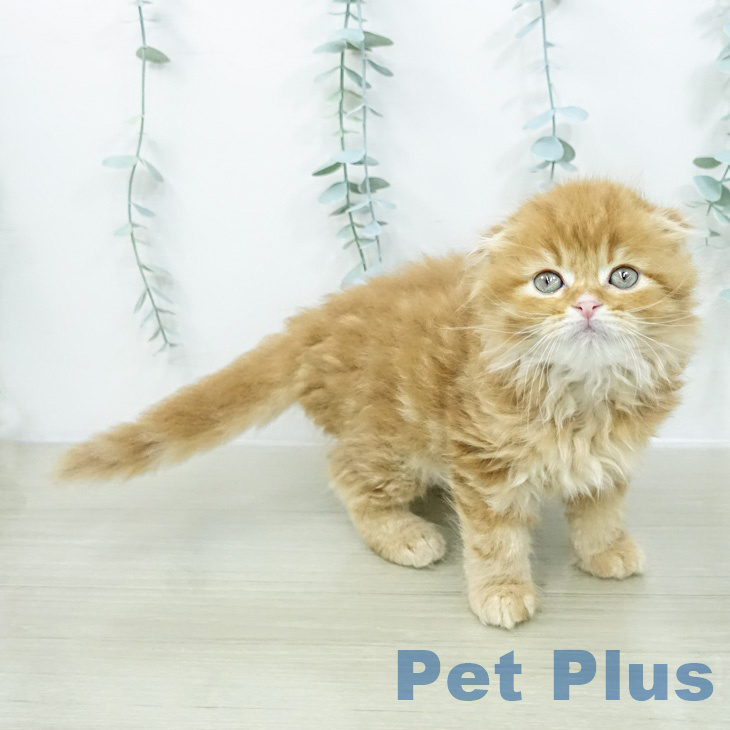 スコティッシュフォールド