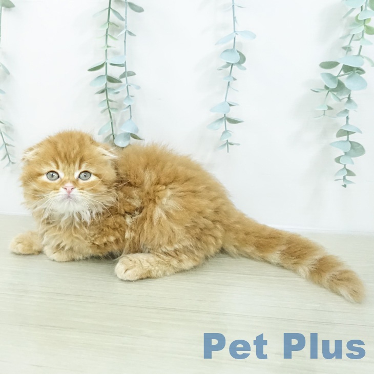 スコティッシュフォールドの写真2