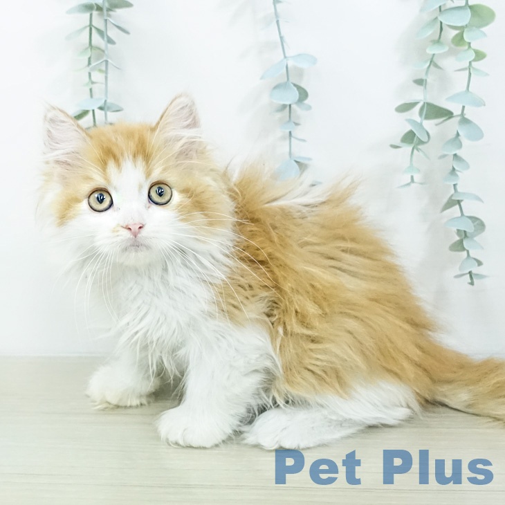 ラガマフィンの写真2