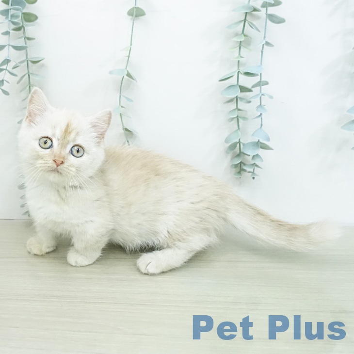 ミヌエットの写真2