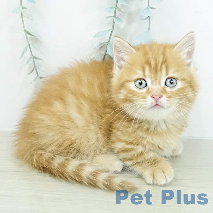 マンチカンの写真2