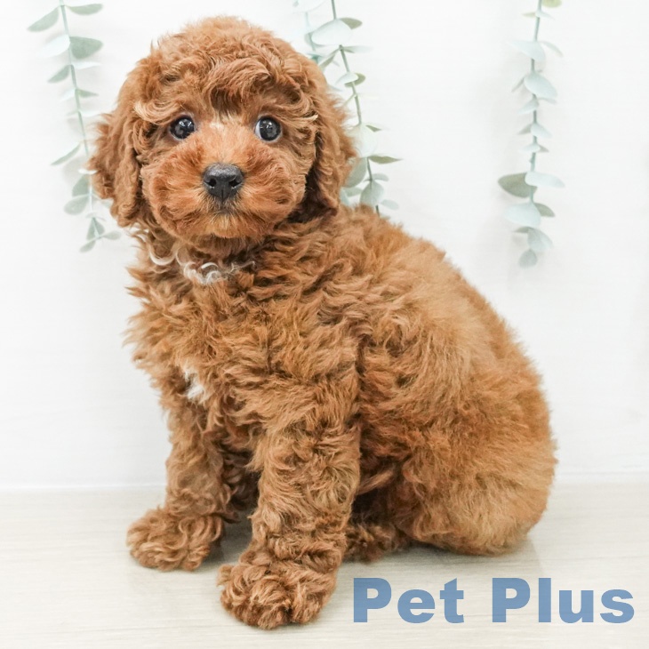 トイ・プードル