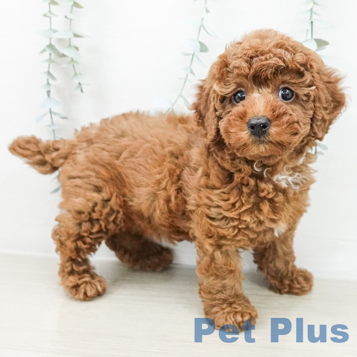 トイ・プードルの写真2