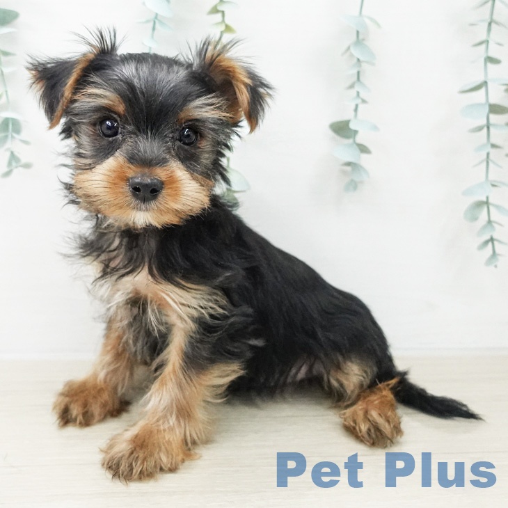 ヨークシャー・テリア