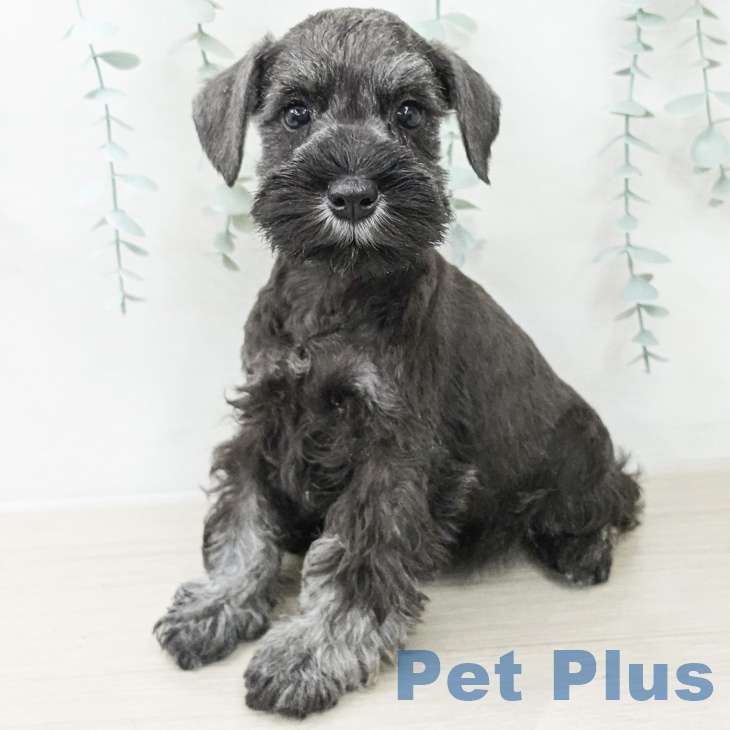 ミニチュア・シュナウザー