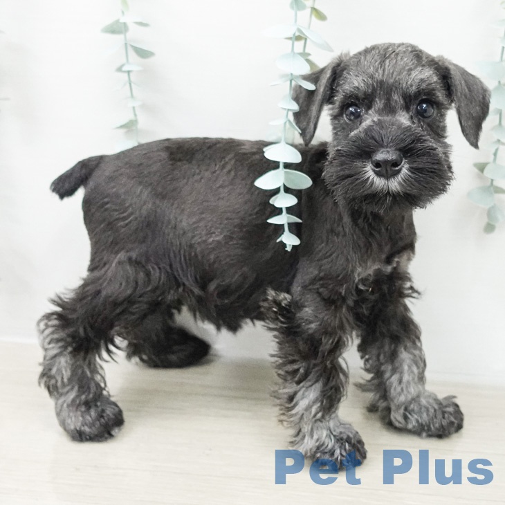 ミニチュア・シュナウザーの写真2