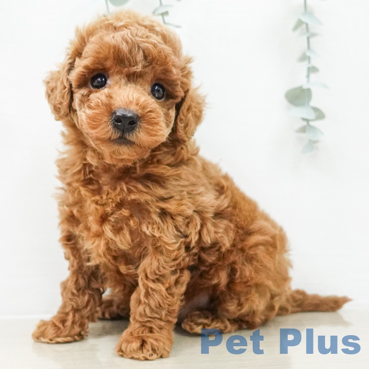 トイ・プードル