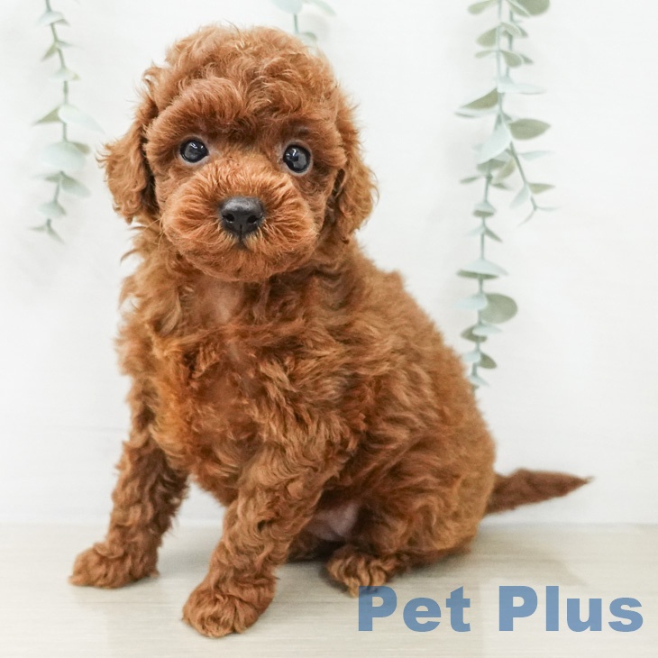 トイ・プードル