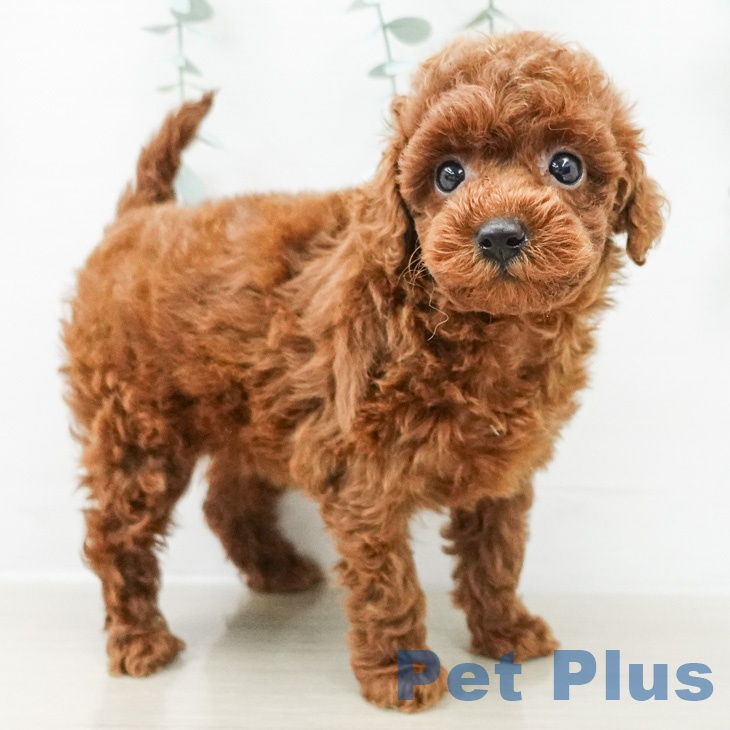 トイ・プードルの写真2