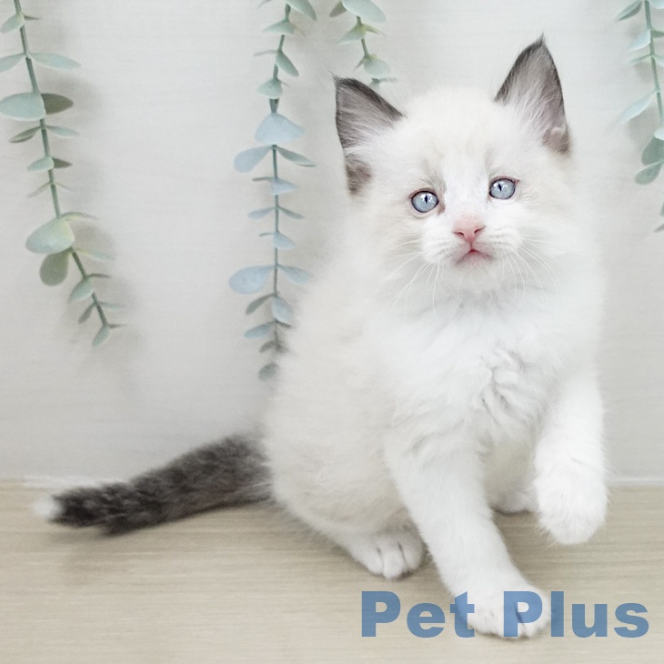 ラグドールの写真2