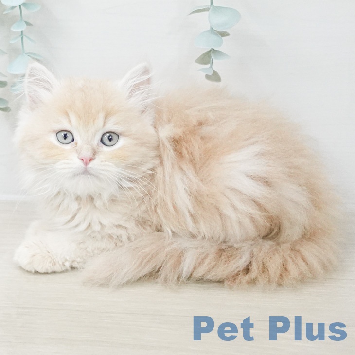 スコティッシュフォールド