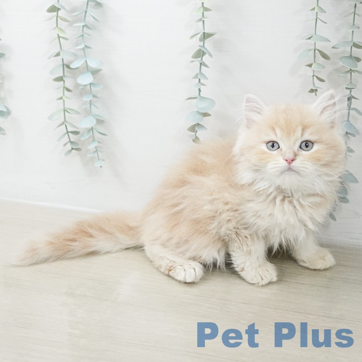 スコティッシュフォールドの写真2