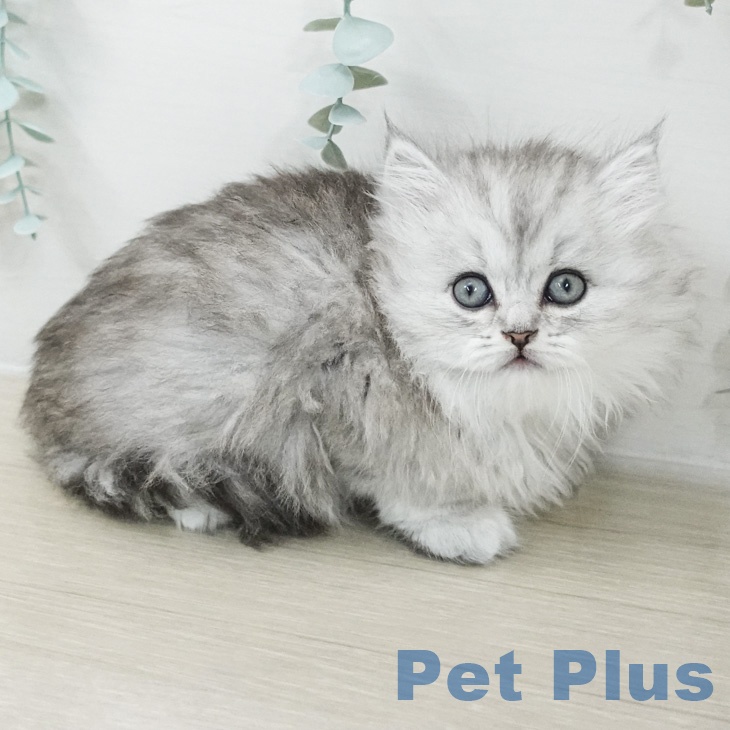 ペルシャの写真2