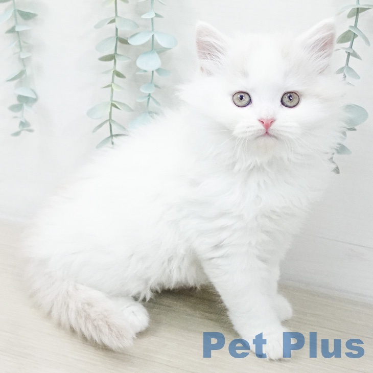 スコティッシュフォールド