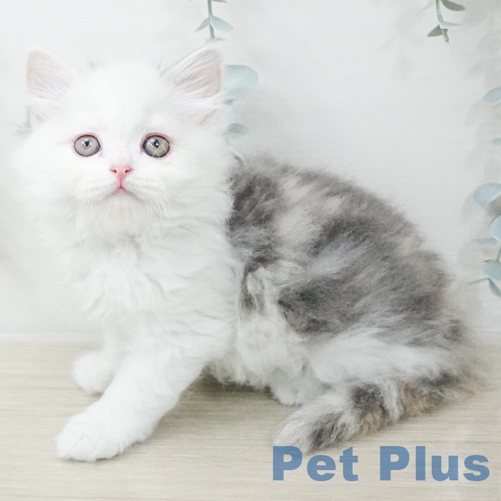 スコティッシュフォールド