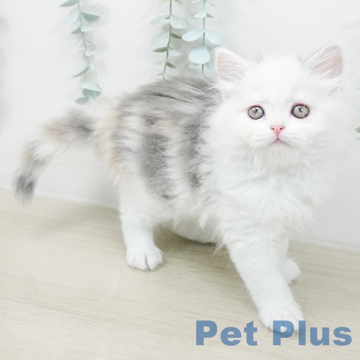 スコティッシュフォールドの写真2