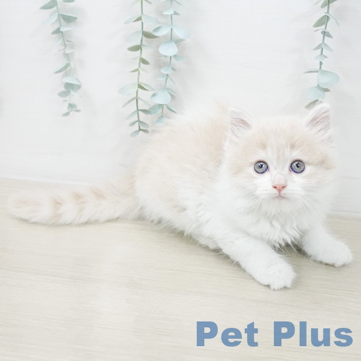 スコティッシュフォールド