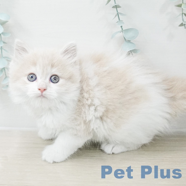 スコティッシュフォールドの写真2