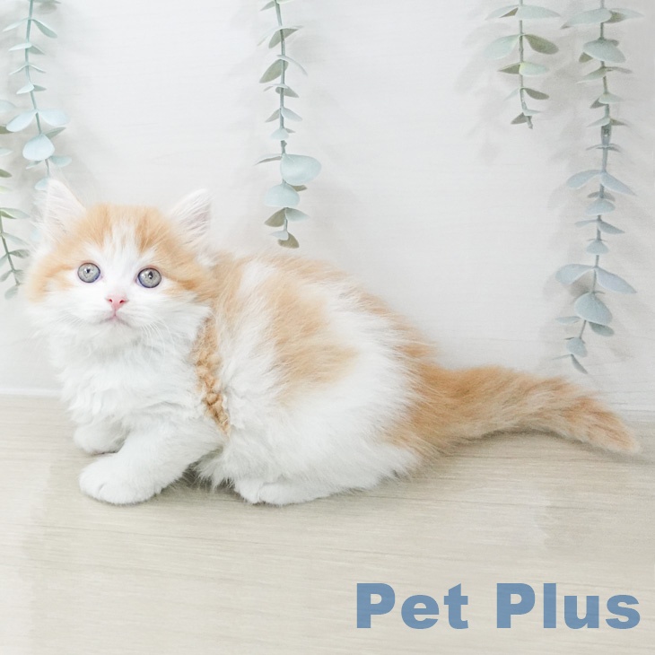 スコティッシュフォールドの写真2