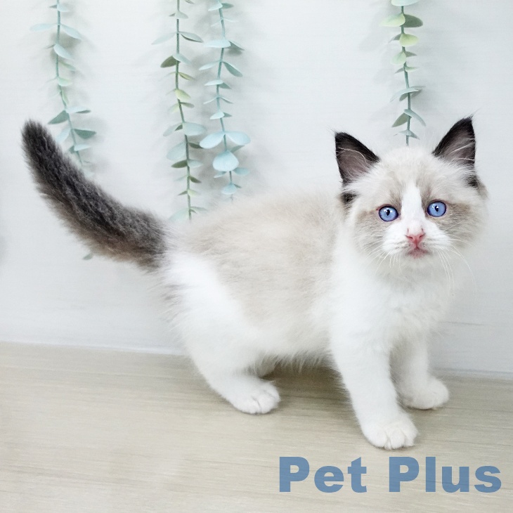 ラグドールの写真2