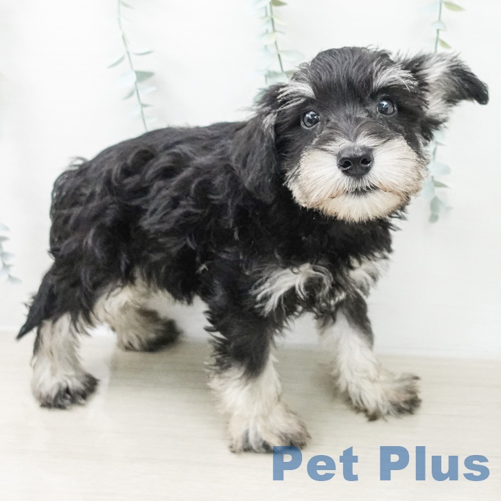 ミニチュア・シュナウザーの写真2