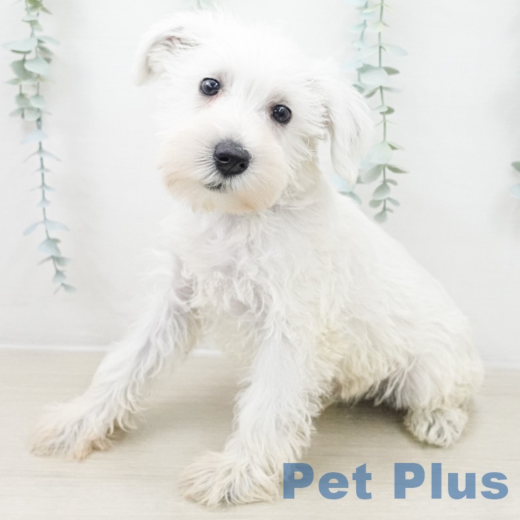 ミニチュア・シュナウザー