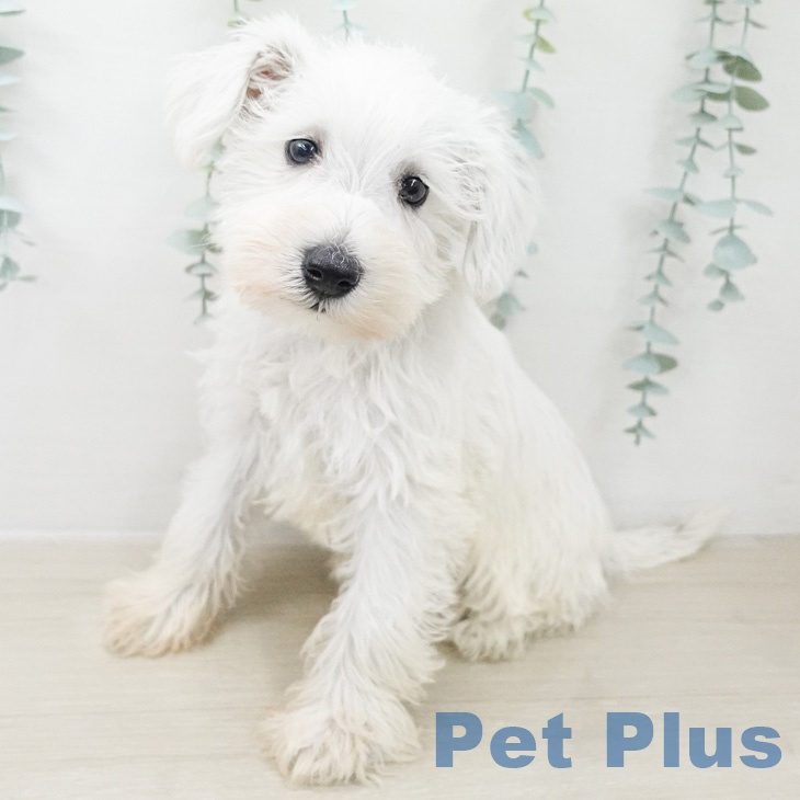 ミニチュア・シュナウザー