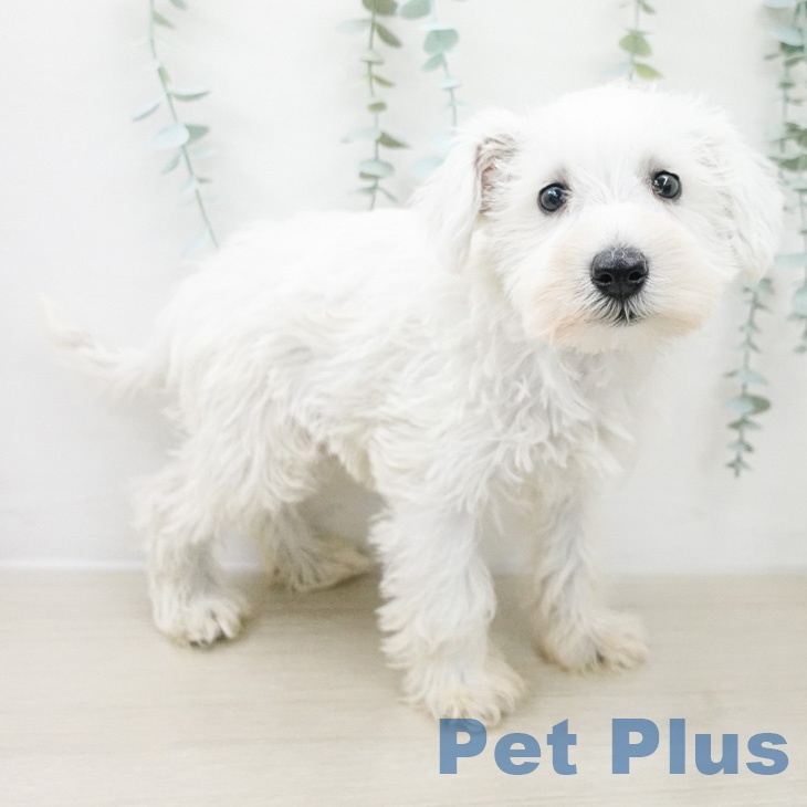 ミニチュア・シュナウザーの写真2