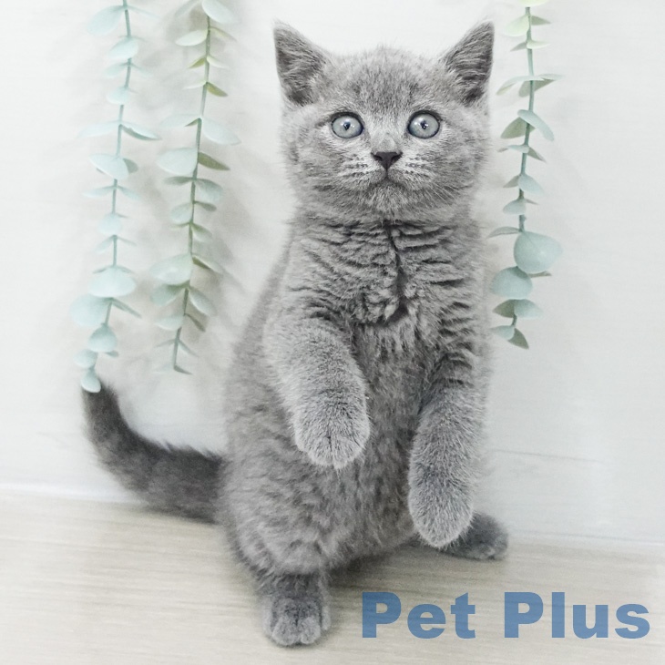 ブリティッシュショートヘア