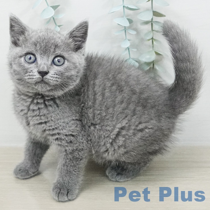 ブリティッシュショートヘアの写真2