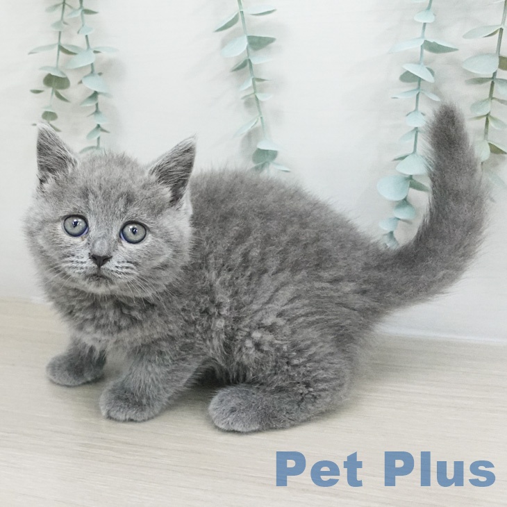 ブリティッシュショートヘア