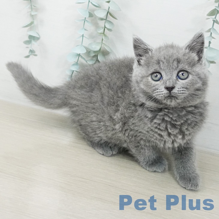 ブリティッシュショートヘアの写真2