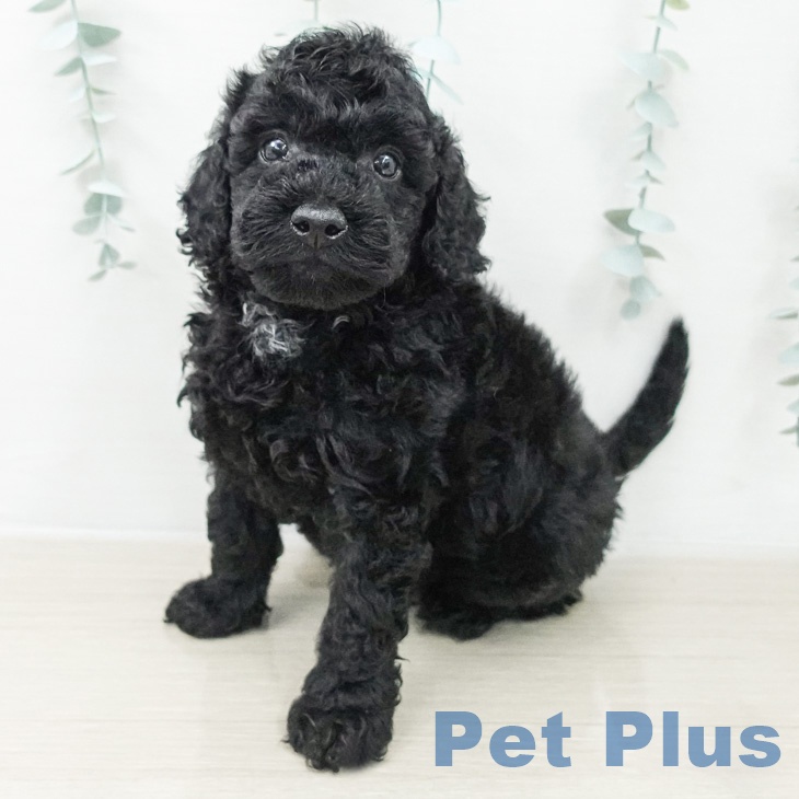 トイ・プードル