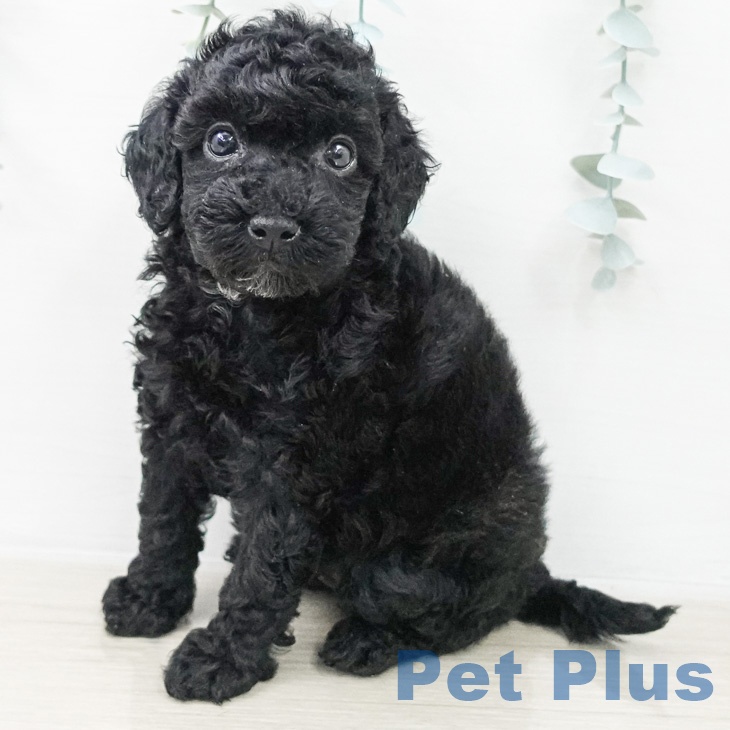 トイ・プードル