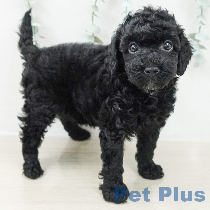 トイ・プードルの写真2