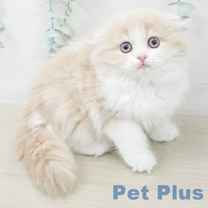 スコティッシュフォールド