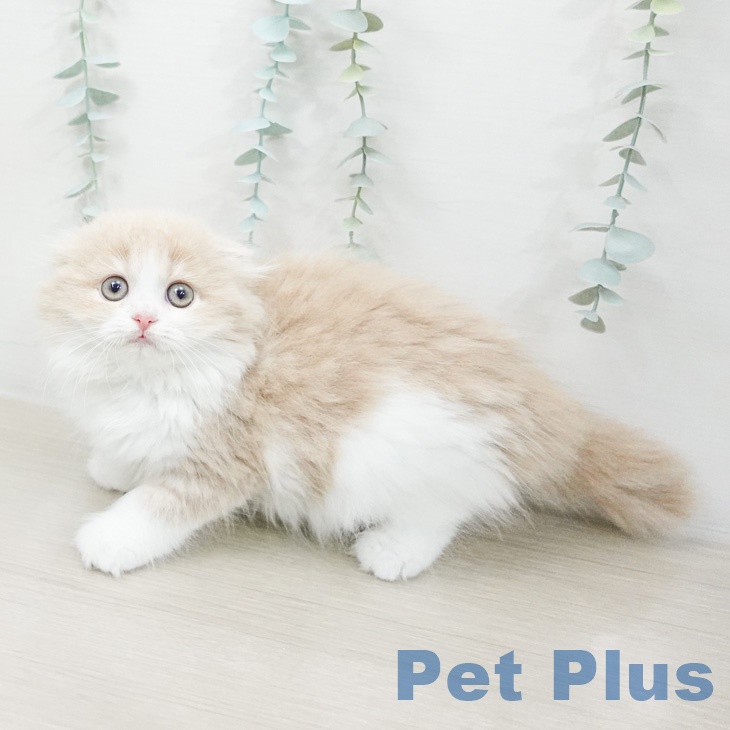 スコティッシュフォールドの写真2