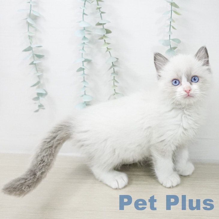 ラグドールの写真2