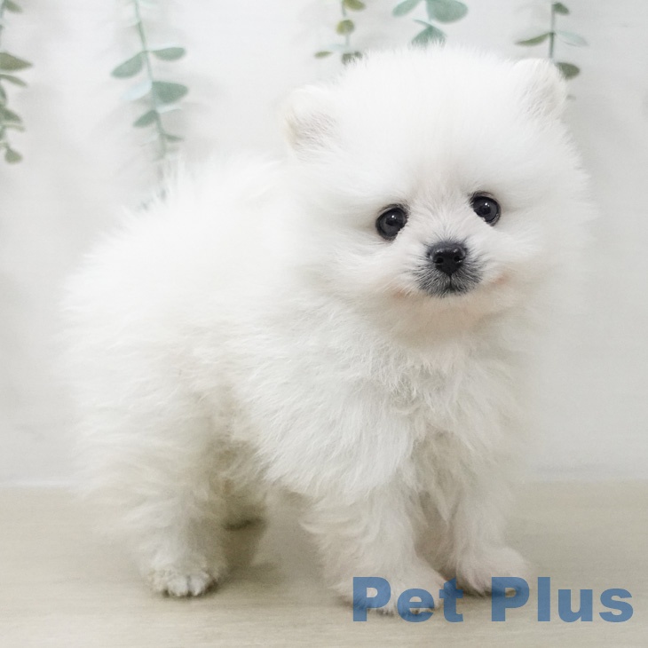 ポメラニアンの写真2