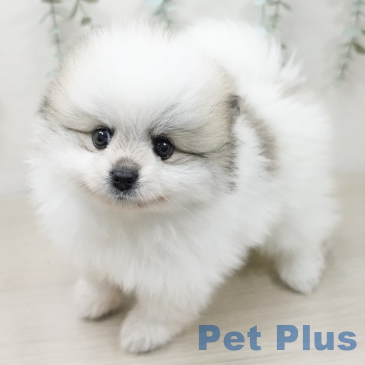 ポメラニアンの写真2