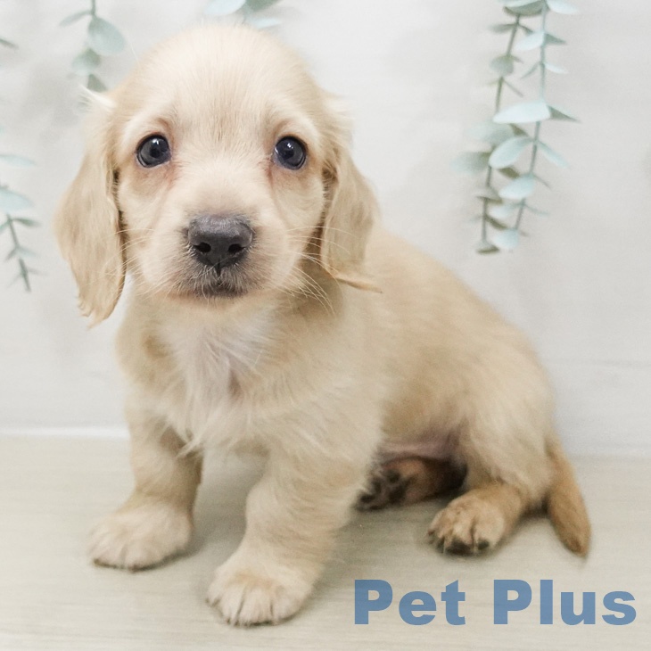 ミニチュア・ダックスフンド