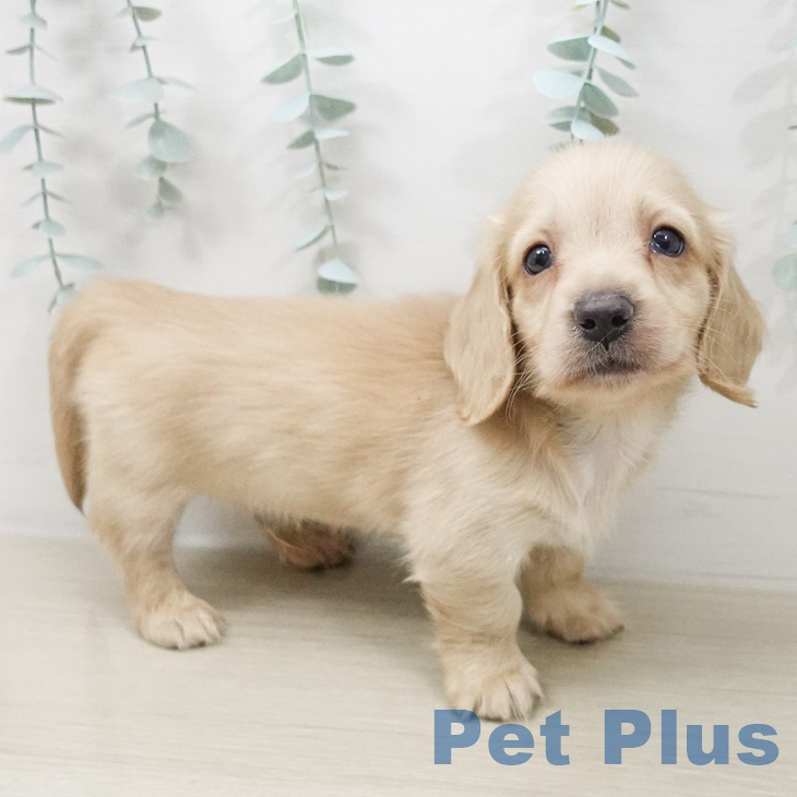 ミニチュア・ダックスフンドの写真2