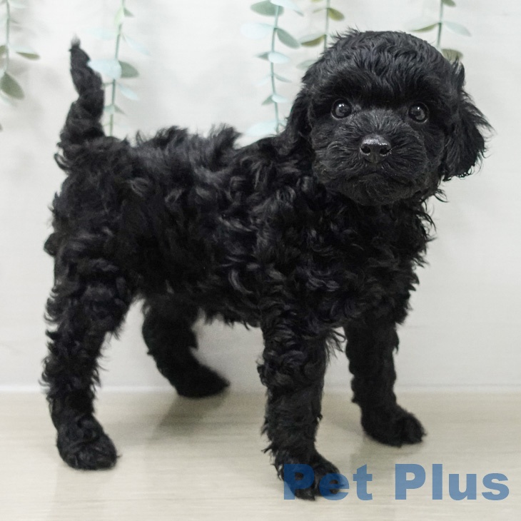 トイ・プードル