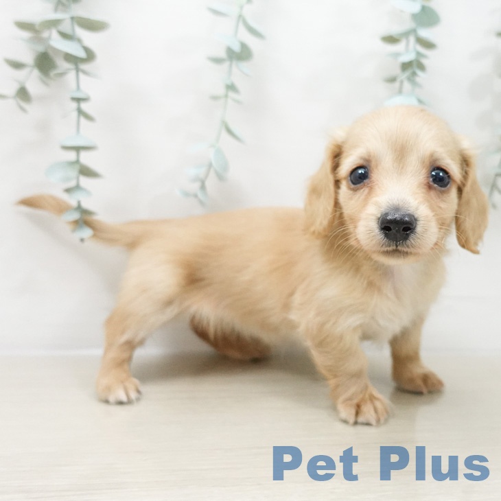 ミニチュア・ダックスフンド