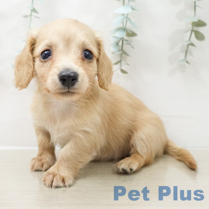 ミニチュア・ダックスフンドの写真2