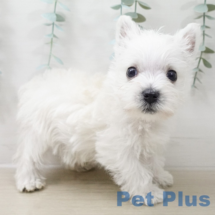 ウエスト・ハイランド・ホワイト・テリア