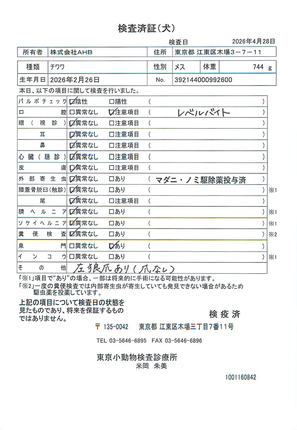 チワワ