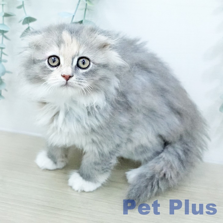 スコティッシュフォールド